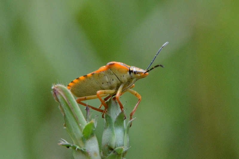 Pentatomidae: Carpocoris pudicus